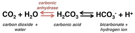 How to tackle the carbonic anhydrase equation on the MCAT | Student ...