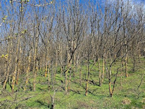 CULMEA PRICOPANULUI SI LACUL IACOBDEAL TRASEE DIN MUNTII MACINULUI