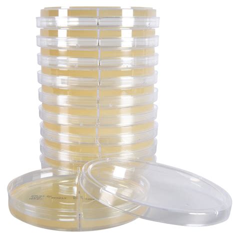 Buy Hardychrom Urine Biplate Hurbi A Chromogenic Medium That