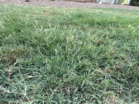 Bermuda Grass What Are These Long Strands Of Grass That Pop Up Are They Indicative Of