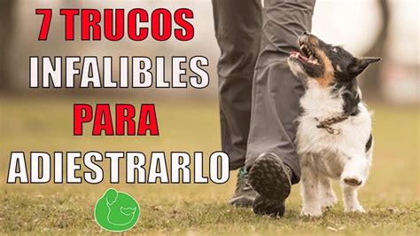 10 Trucos Efectivos Para Adiestrar A Tu Perro Doncomo ️