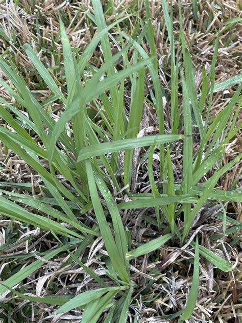 Roundup, Bahia/crab grass, lawn cutting | Home & Garden