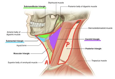 Gross Anatomy Ii Exam Flashcards Quizlet