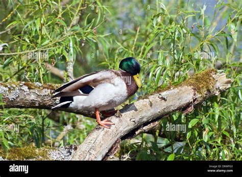 Mallard Duck In A Tree Stock Photo Alamy