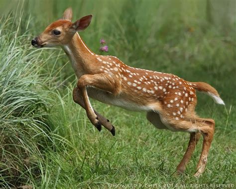 Jumping into Summer | Deer photography, Animals beautiful, Deer photos