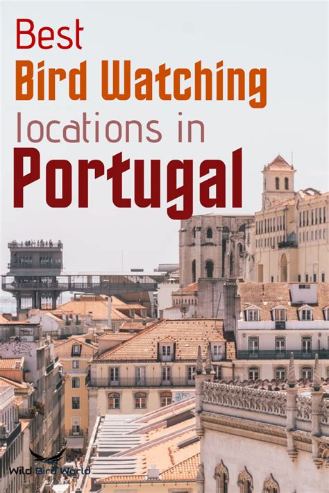 The Best Bird Watching Locations In Portugal Bird Watching Attract