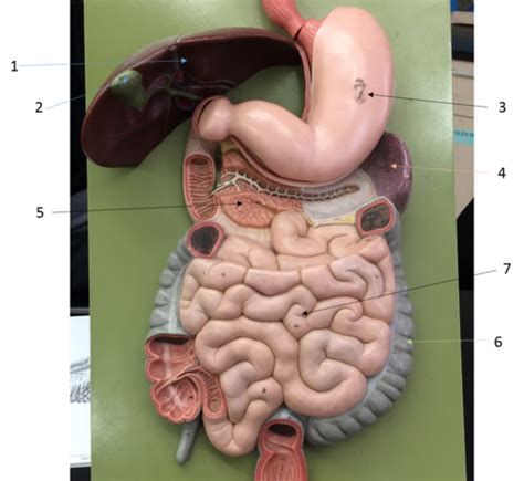 Digestive System Flashcards Quizlet