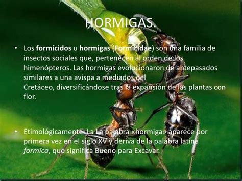 La Hormiga