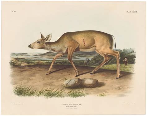 Audubon Bowen Ed Pl Black Tailed Deer Quadruped Imperial Bowen