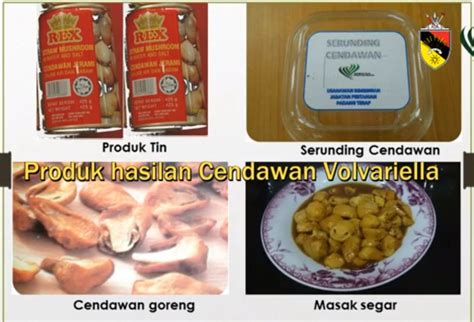 Harga Mencecah RM20 Sekilogram Jana Pendapatan RM5000 Sebulan Teknik