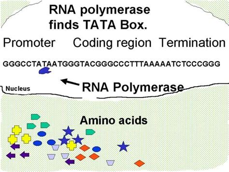 Transcription Control From The Promoter And Termination Sequence