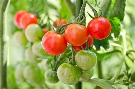 Comment faire mûrir des tomates vertes en automne Astuces testées