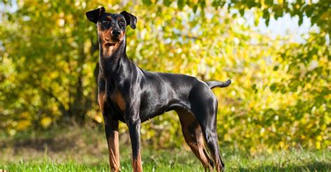 German Pinscher vs. Miniature Pinscher - A-Z Animals