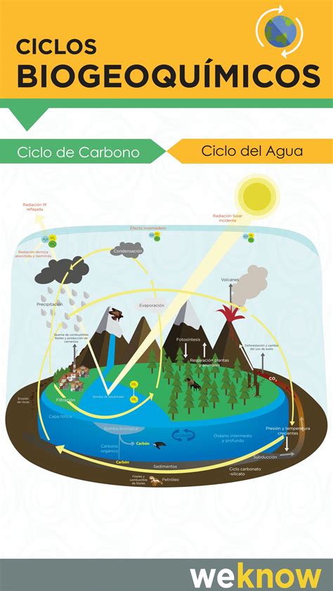 Mapa Mental Dos Ciclos Biogeoquimicos Fdplearn