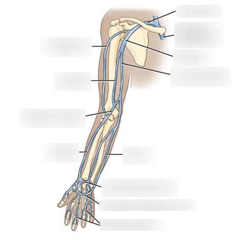 Upper Limb Veins Diagram Quizlet