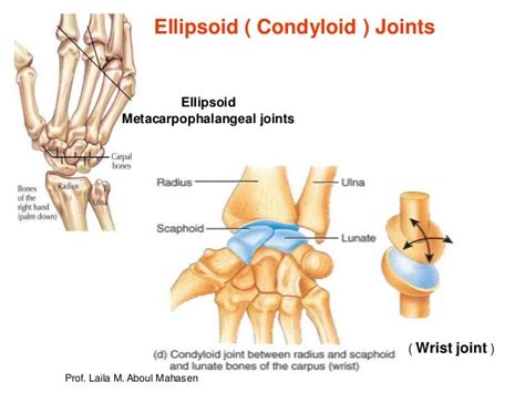 Condyloid Joint Anatomy