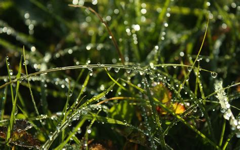 Fondos De Pantalla Luz De Sol Naturaleza Césped Plantas Gotas De