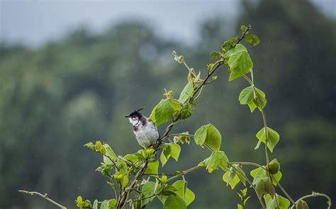 Bird Bulbul Ornithology - Free photo on Pixabay - Pixabay