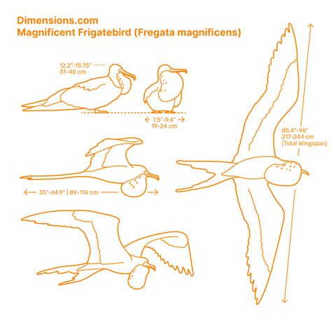 Plains Zebra Equus Quagga Dimensions Drawings Dimensions