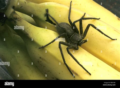 Banana Spider Large Brown Spider Huntsman Spider Heteropoda