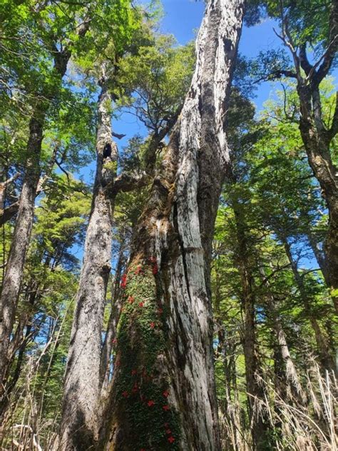 Verde Ver Más árboles contra el cambio climático