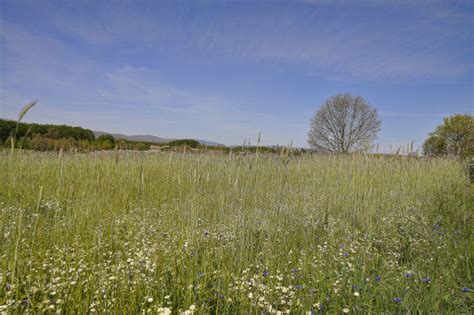 Banco de imagens panorama árvore natureza floresta grama região