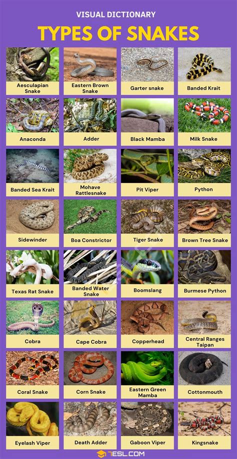 Types of Snakes Brown Water Snake, Brown Tree Snake, Kinds Of Snakes ...