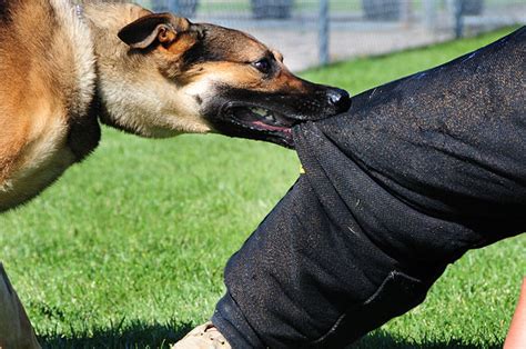 You Have A Dog Bite Injury Jodat Law Group Attorneys