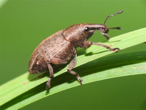 Weevil & Weevil Larvae Control in Your Garden | ehow