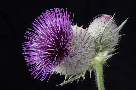 Woolly Thistle Photograph By Nigel Cattlin Fine Art America