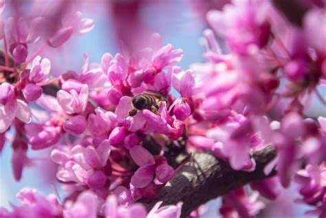 Buy Cercis canadensis 'Merlot' Red Foliage Redbud Tree — Mr Maple │ Buy Japanese Maple Trees