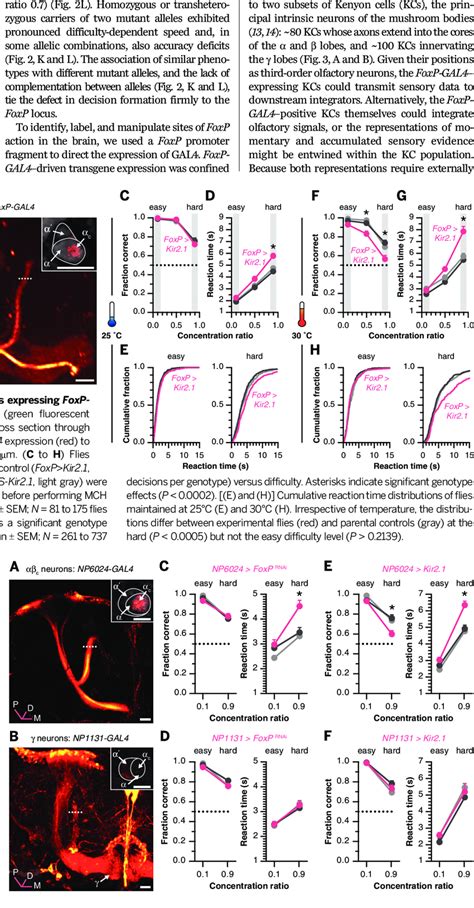 Manipulation Of FoxP Expression And Excitability In KC Subsets A And