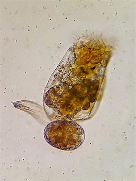 Live L Rotifers Brachionus Plicatilis Reed Mariculture