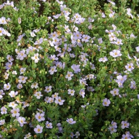 Bacopa Beauty | Unlock Care Tips and Stunning Varieties