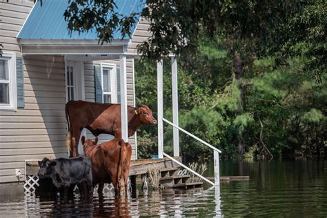 5 Ways to Hurricane-Proof Your Home | Design Ideas for the Built World