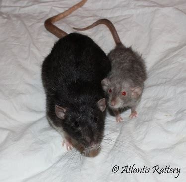 Dwarf Rats - Atlantis Rattery & Exotics