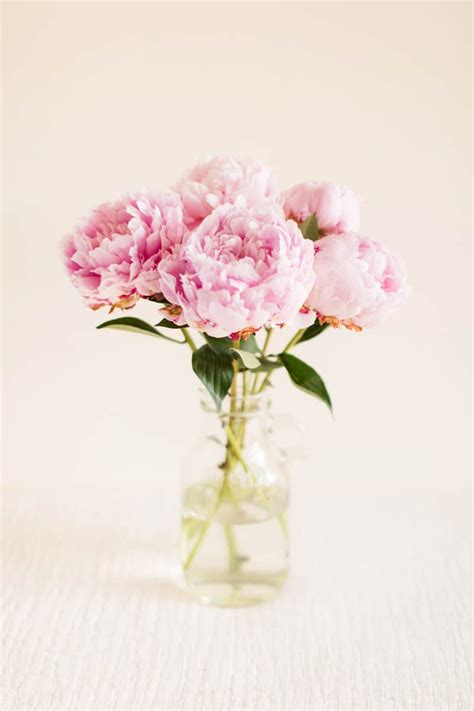 What Colors Do Peonies Come In? - GardenTabs.com