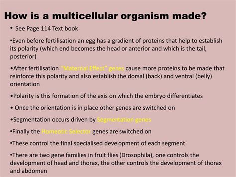 Ppt Homeobox Genes Powerpoint Presentation Free Download Id 2129427