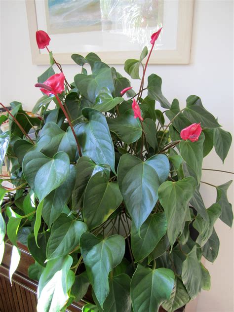 Enjoy Anthuriums Glossy Foliage And Elegant Flowers