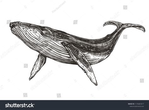 18,689 Whale Sketch Images, Stock Photos, 3D objects, & Vectors ...