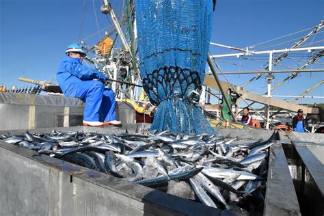 根室市花咲港 サンマ5年ぶり大漁 水揚げ955トン 水温下がり来遊：北海道新聞デジタル