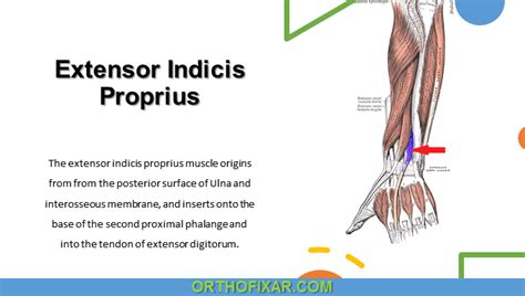 Extensor Indicis Proprius Muscle Anatomy Orthofixar 2024