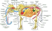 elephant anatomy facts complete diagram  anatomy