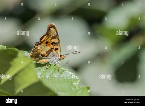 Thaleropis Ionia Hi Res Stock Photography And Images Alamy