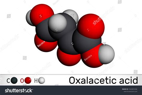 Oxaloacetic Acid Oxalacetic Acid Oaa Oxaloacetate Stock Illustration