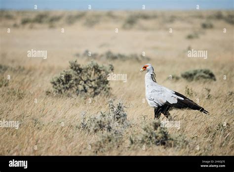 African Big Birds Hi Res Stock Photography And Images Alamy