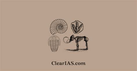 Fossils: Everything you need to know - ClearIAS