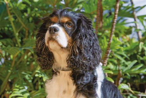 cavalier king charles spaniel rescue qld