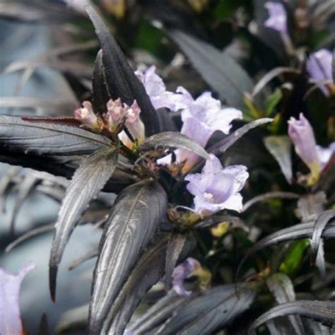 Strobilanthes Anisophyllus Brunetthy Snepvangers Tuinplanten