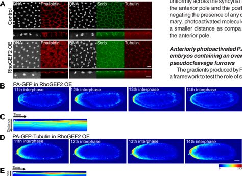 Pa Gfp Tubulin Spreads To A Greater Extent In Embryos Containing